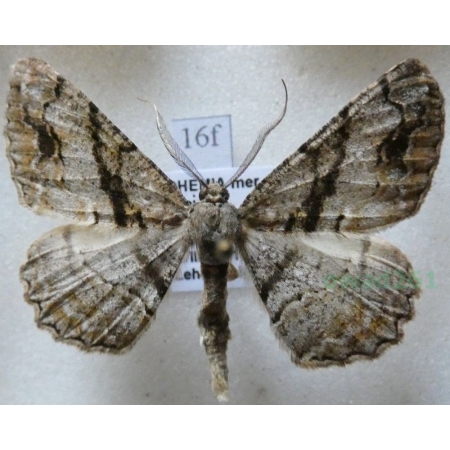 Alcis deversata (Staudinger, 1892) male Przylepek plamiak Czech16f